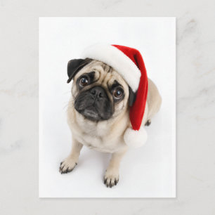 Cute Christmas Fawn Pug Santa Hat Puppy Dog Eyes Postcard