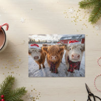Cute Christmas Highland Cows in Snow