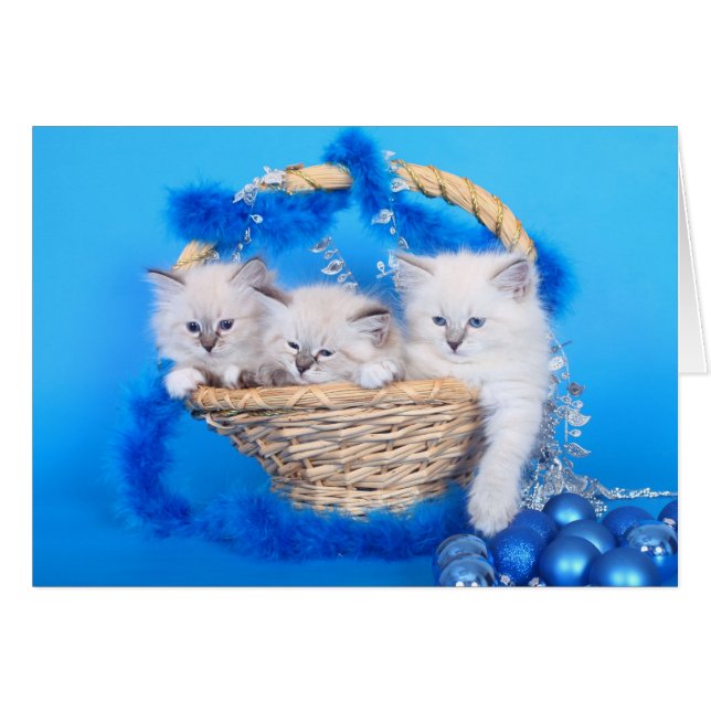 Cute Christmas Kittens (Front Horizontal)