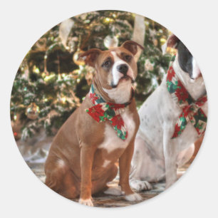 Cute Christmas Rescue Pitbull and America Bull Dog Classic Round Sticker