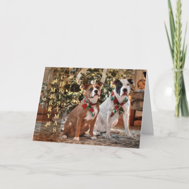Cute Christmas Rescue Pitbull and America Bull Dog Holiday Card (Front)