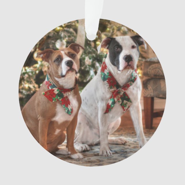 Cute Christmas Rescue Pitbull and America Bull Dog Ornament (Front)