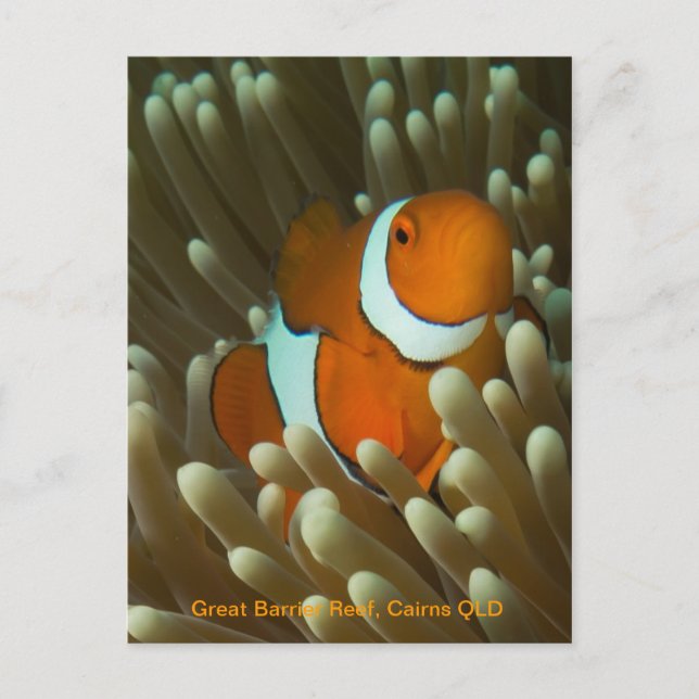 Cute Clownfish postcard (Front)