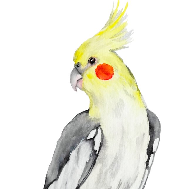 Cute Cockatiel Watercolor Parrot.  Cushion (Creator Uploaded)