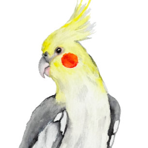 Cute Cockatiel watercolor parrot.  Ornament