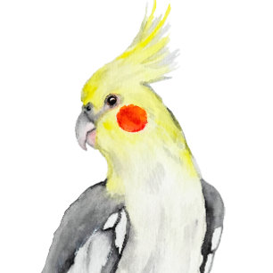Cute Cockatiel Watercolor Parrot.  Square Sticker
