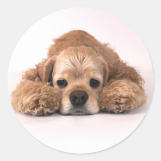 Cute Cocker Spaniel Classic Round Sticker