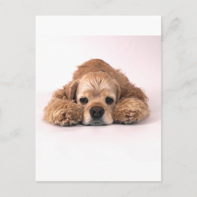 Cute Cocker Spaniel Postcard (Front)