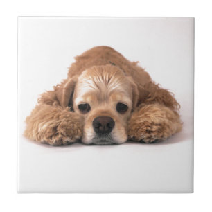 Cute Cocker Spaniel Tile