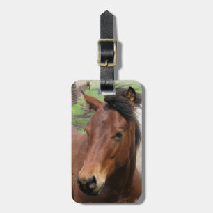 Cute Colt Luggage Tag