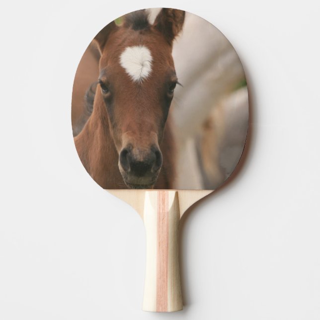 Cute Colt Ping Pong Paddle (Front)