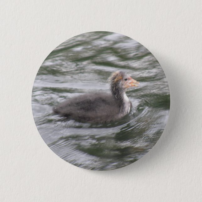 Cute Coot Chick on Choppy Waters Button (Front)
