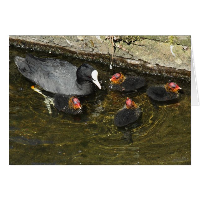 Cute Coots (Front Horizontal)