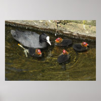 Cute Coots