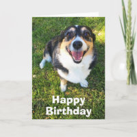Cute Corgi Birthday