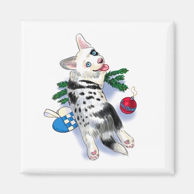 Cute Corgi blue merle Magnet (Front)