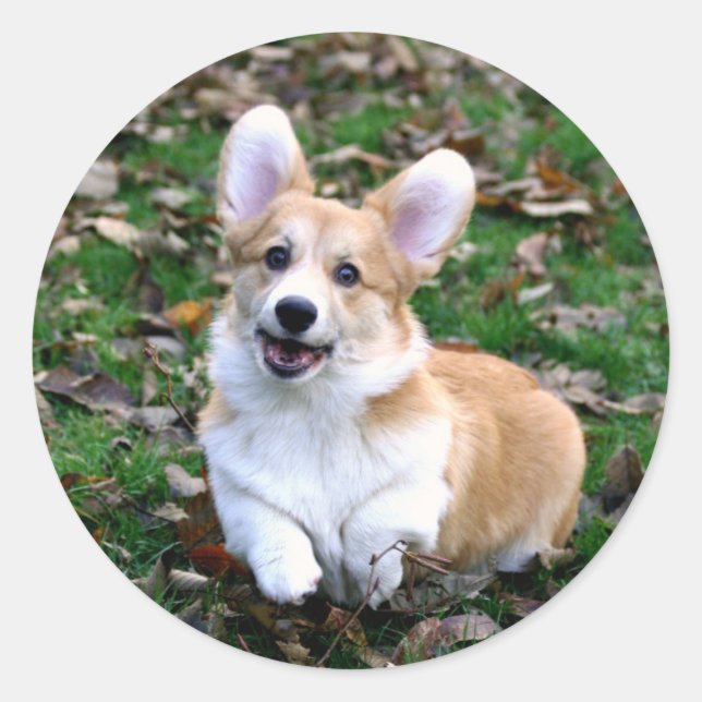 Cute Corgi Dog Leaping Classic Round Sticker (Front)
