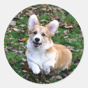Cute Corgi Dog Leaping Classic Round Sticker