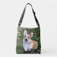 Cute Corgi Dog Leaping
