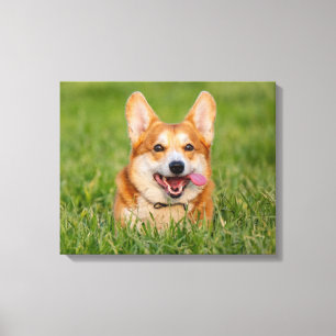 Cute Corgi Playing in the Grass Canvas Print