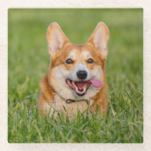 Cute Corgi Playing in the Grass Glass Coaster