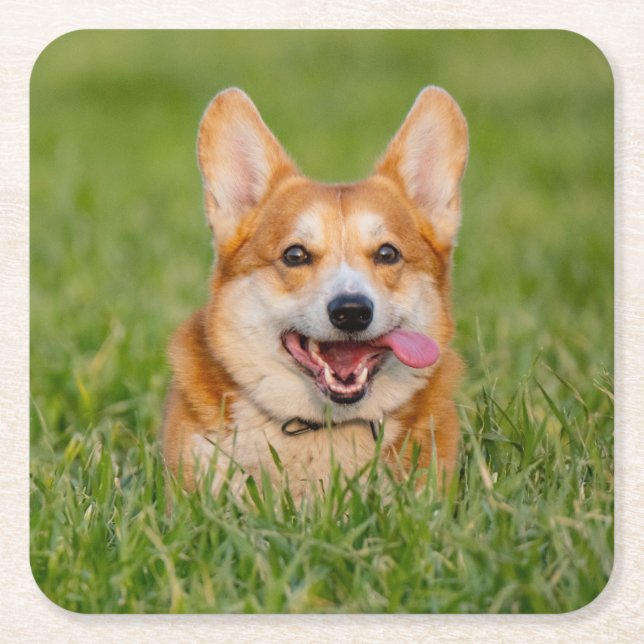 Cute Corgi Playing in the Grass Square Paper Coaster (Front)