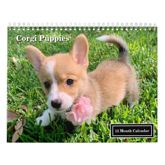 Cute Corgi Puppies 2026 Puppy Wall Calendar (Cover)