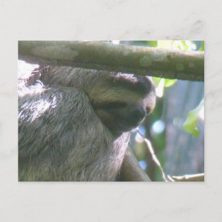 Cute Costa Rica Sloth Close Up DIY Postcard