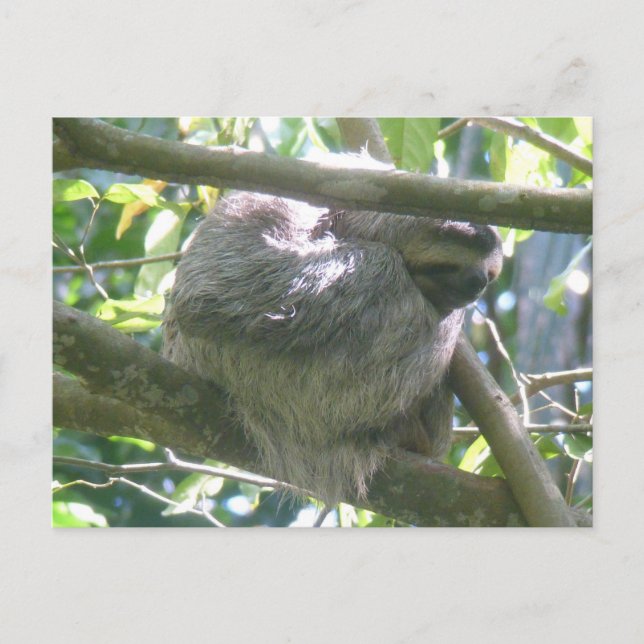 Cute Costa Rica Sloth DIY Postcard (Front)