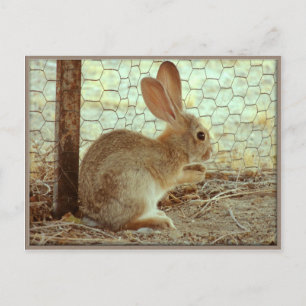 Cute Cottontail Bunny Postcard