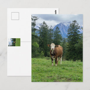 Cute cow in Allgaeu - Bavaria, Germany  Postcard