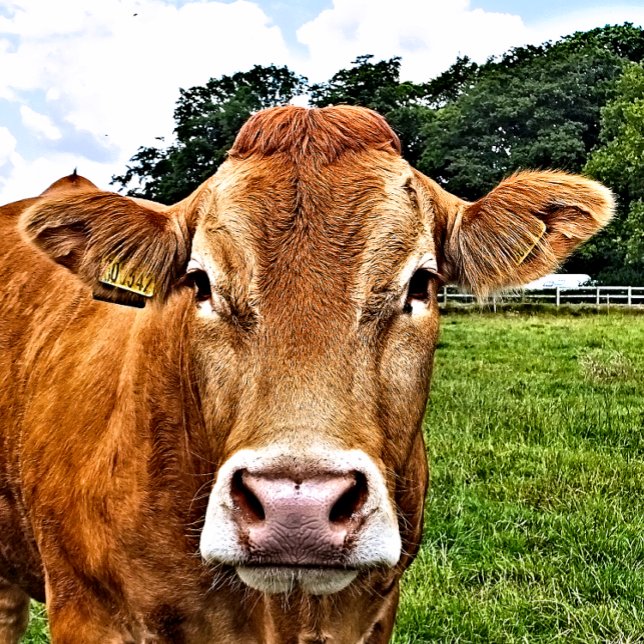 CUTE COW LARGE GIFT BAG (A photographic design of a cute cow.)
