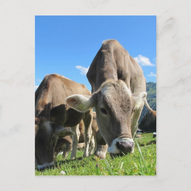 Cute cows in Austria Postcard (Front)