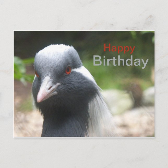 Cute Crane Happy Birthday Postcard (Front)