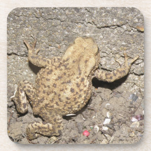 Cute Crawling Toad Cork Coaster