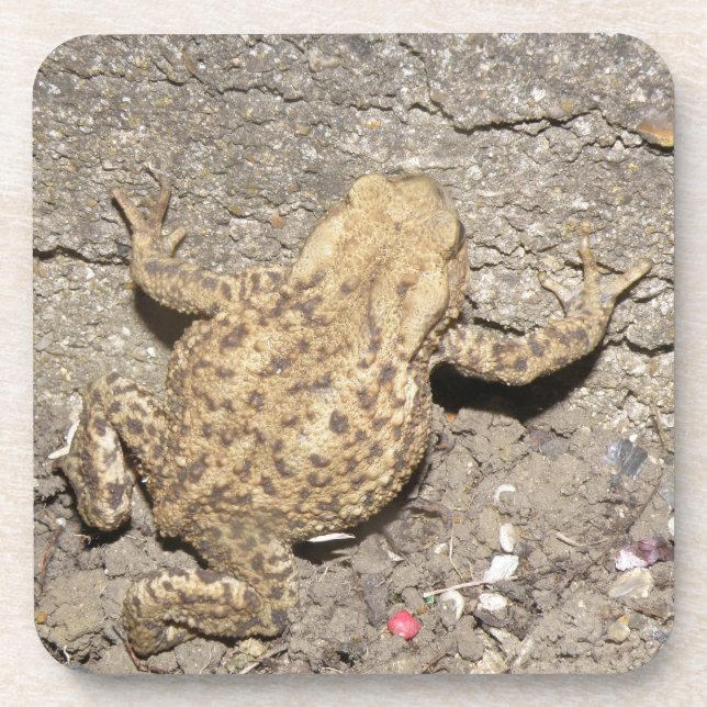 Cute Crawling Toad Cork Coaster (Front)