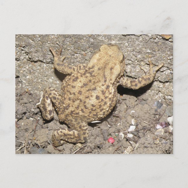 Cute Crawling Toad Postcard (Front)
