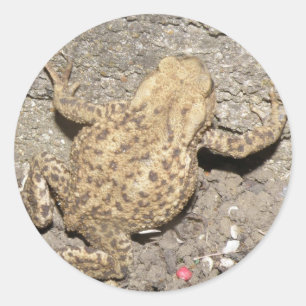 Cute Crawling Toad Stickers