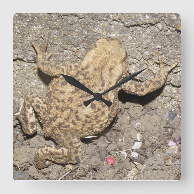 Cute Crawling Toad Wall Clock (Front)