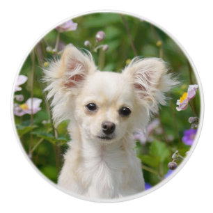 Cute cream Chihuahua Dog Puppy - Decorative Ceramic Knob