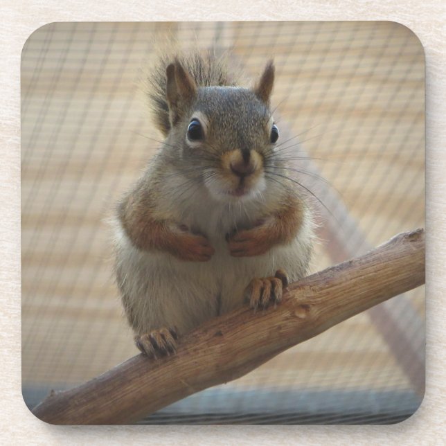 Cute Crouching Squirrel on Branch Coaster (Front)
