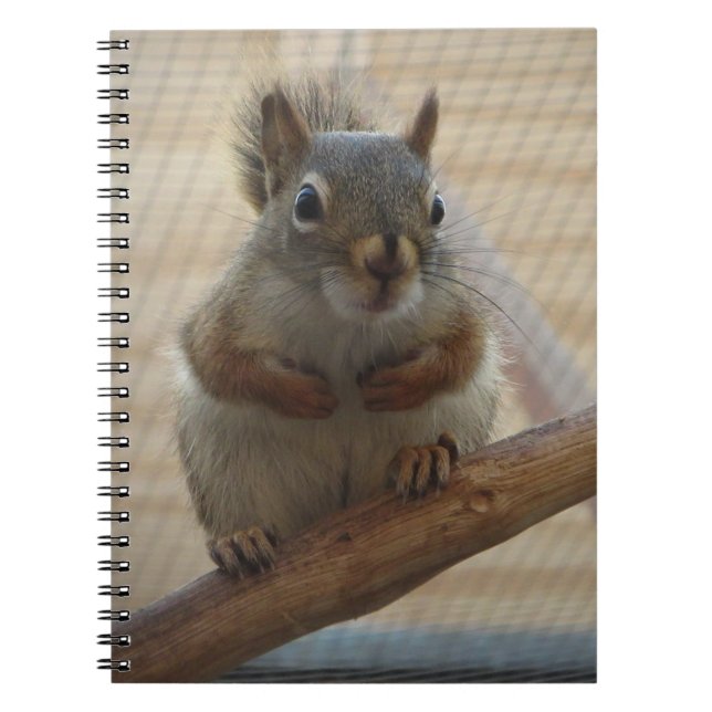 Cute Crouching Squirrel on Branch Notebook (Front)