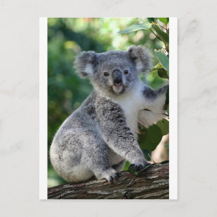 Cute cuddly Australian koala Postcard
