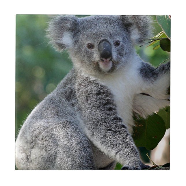 Cute cuddly Australian koala Tile (Front)