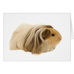 Cute Cuddly Cavy