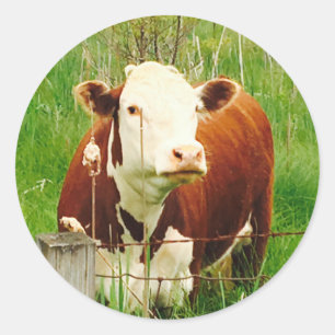 Cute Cuddly Cow 4Carla Classic Round Sticker
