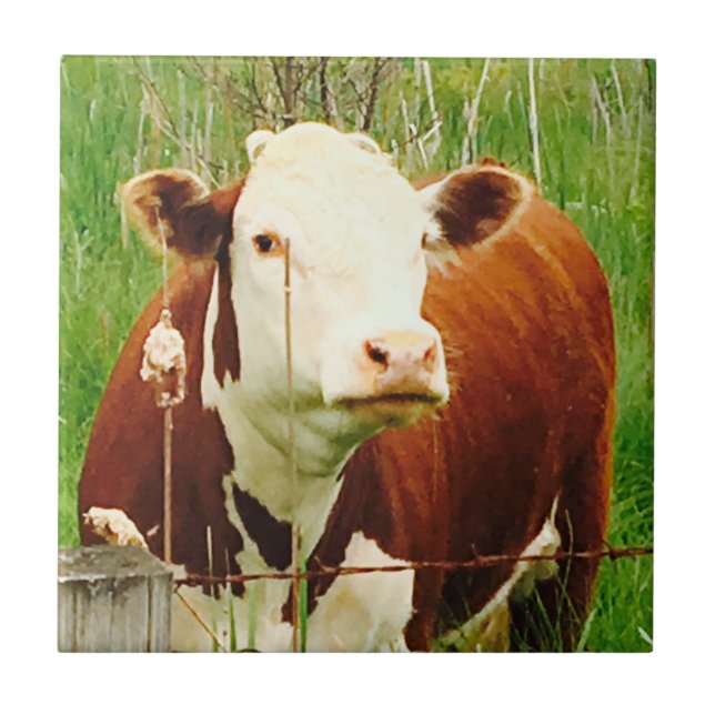 Cute Cuddly Cow Friend 4Jeremy Tile (Front)