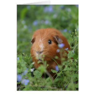 Cute cuddly ginger guinea pig outside on grass