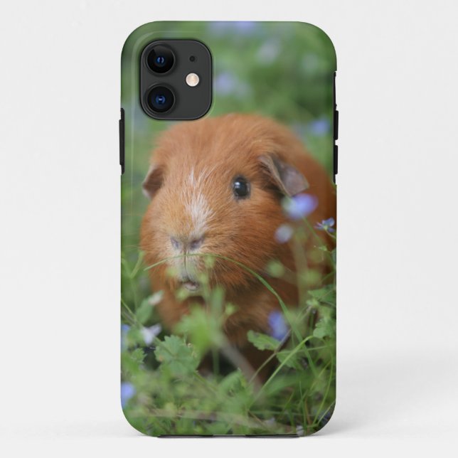 Cute cuddly ginger guinea pig outside on grass Case-Mate iPhone case (Back)