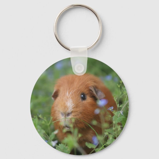 Cute cuddly ginger guinea pig outside on grass key ring (Front)